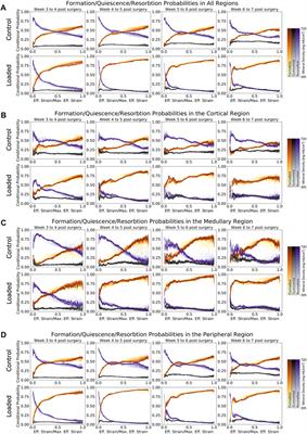 Tissue-Level Regeneration and Remodeling Dynamics are Driven by Mechanical Stimuli in the Microenvironment in a Post-Bridging Loaded Femur Defect Healing Model in Mice